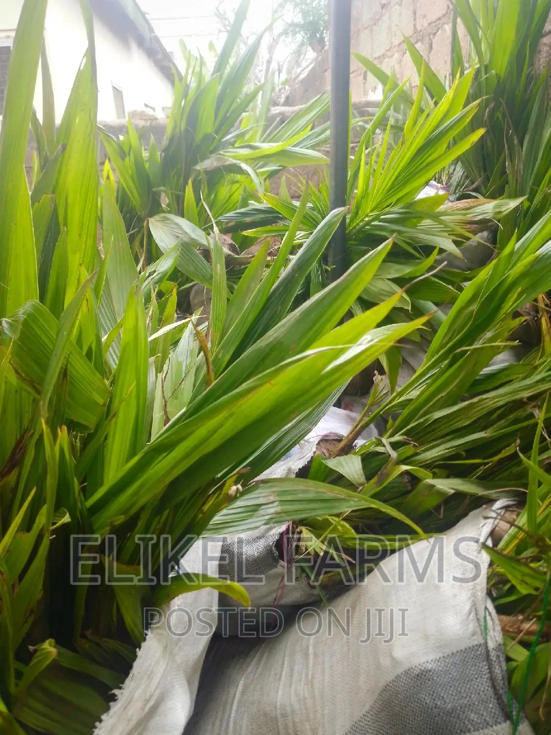 Hybrid and Dwarf Coconut and Other Fruit Seedlings