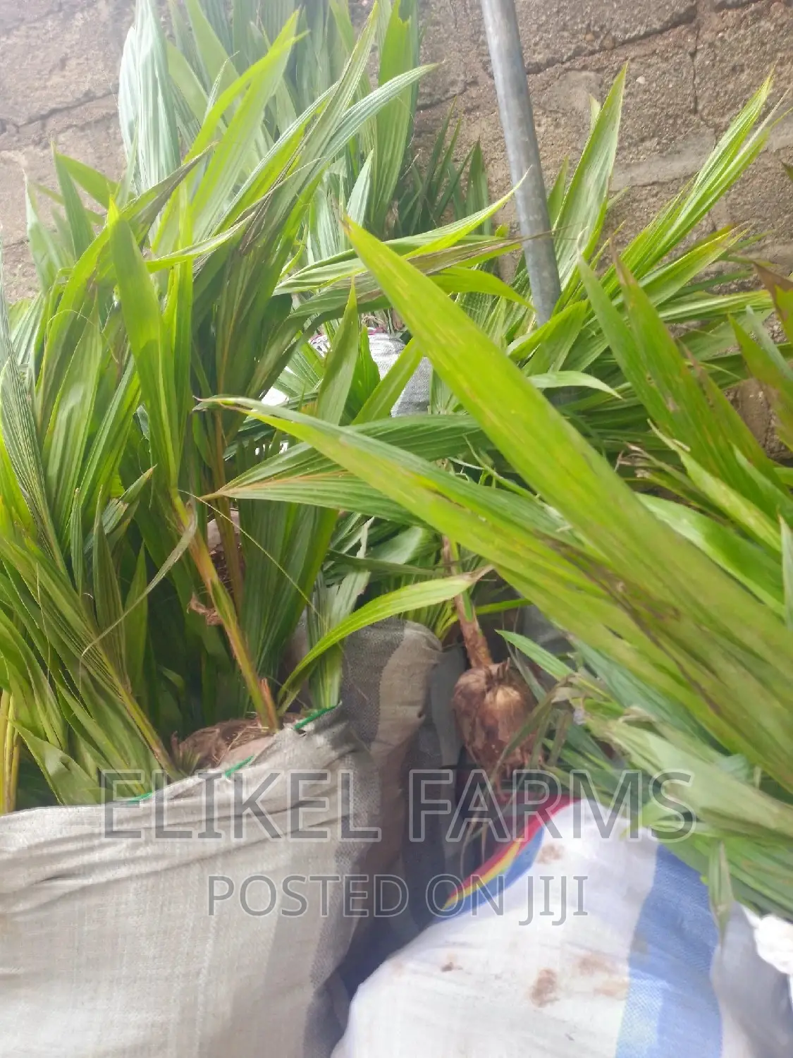 Hybrid and Dwarf Coconut and Other Fruit Seedlings