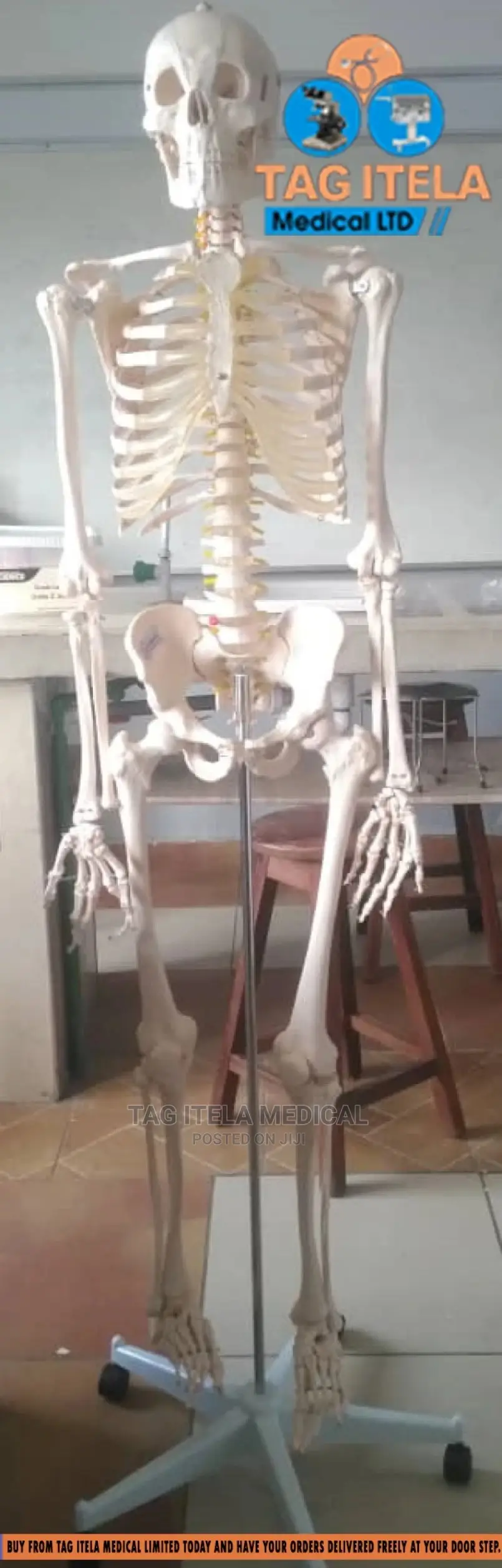 Skeleton Model (85cm)
