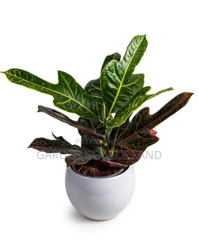 Three Fingers Plant for Sale