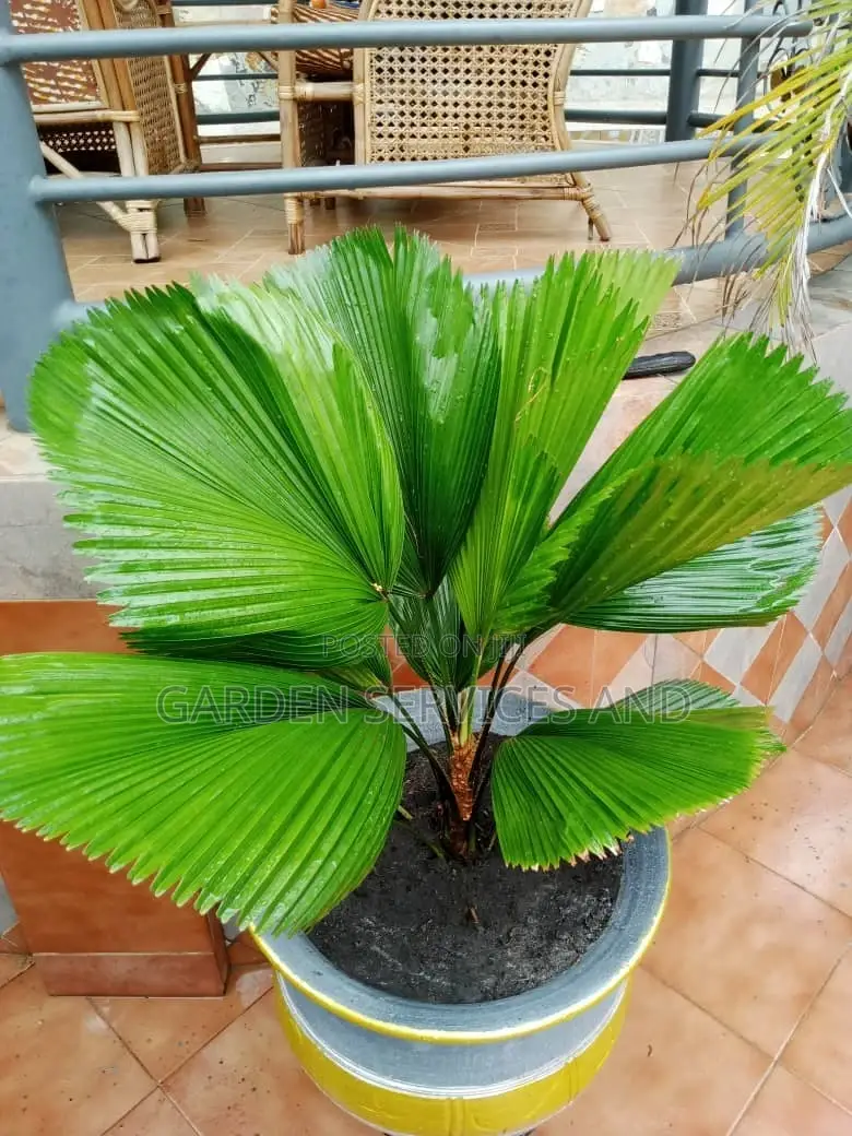 Licuala Palm