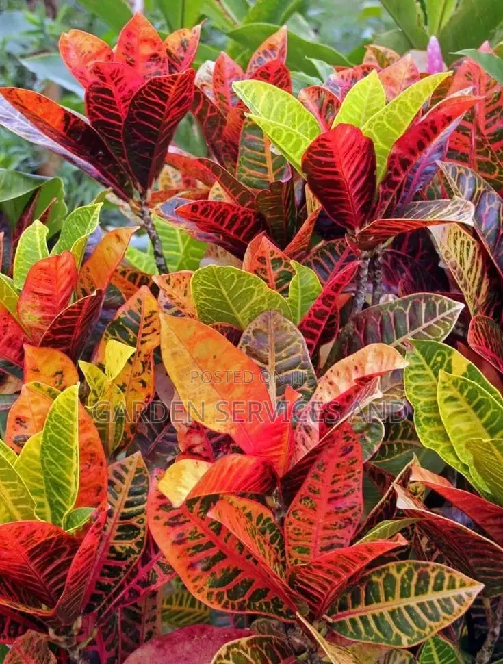Croton for Sale