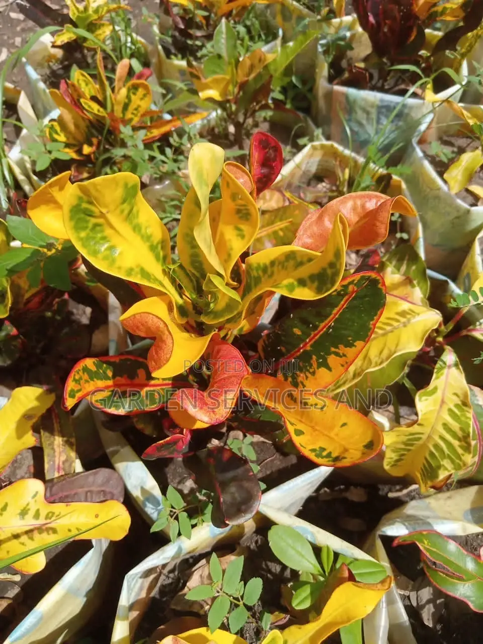 Croton for Sale