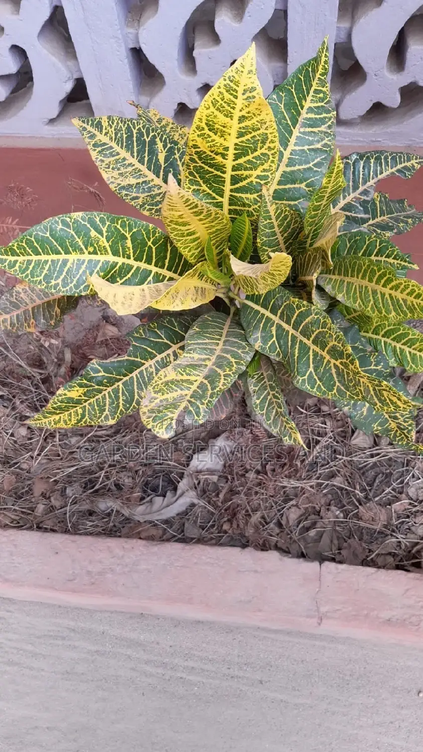 Croton for Sale