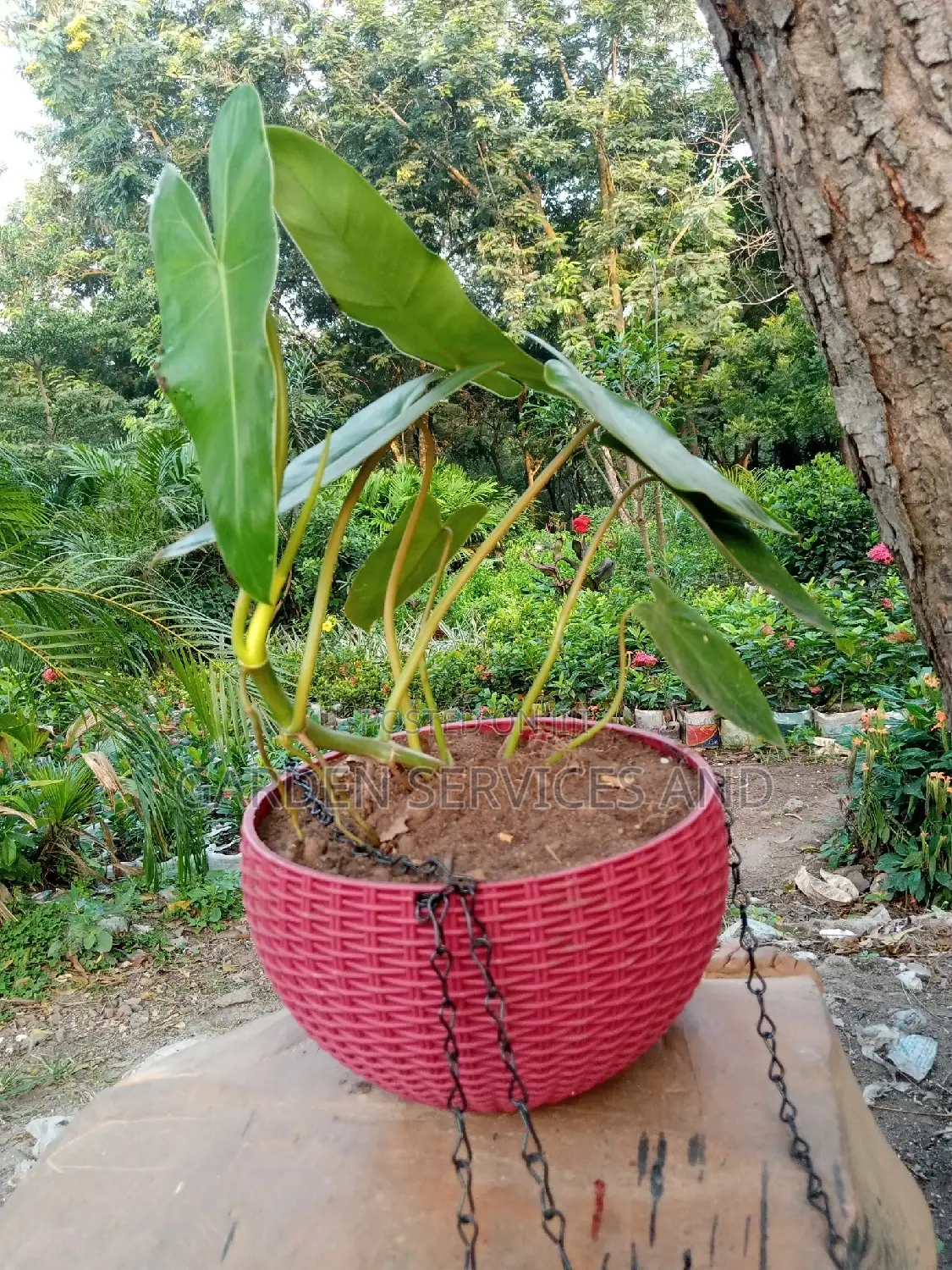 Plant for Sale