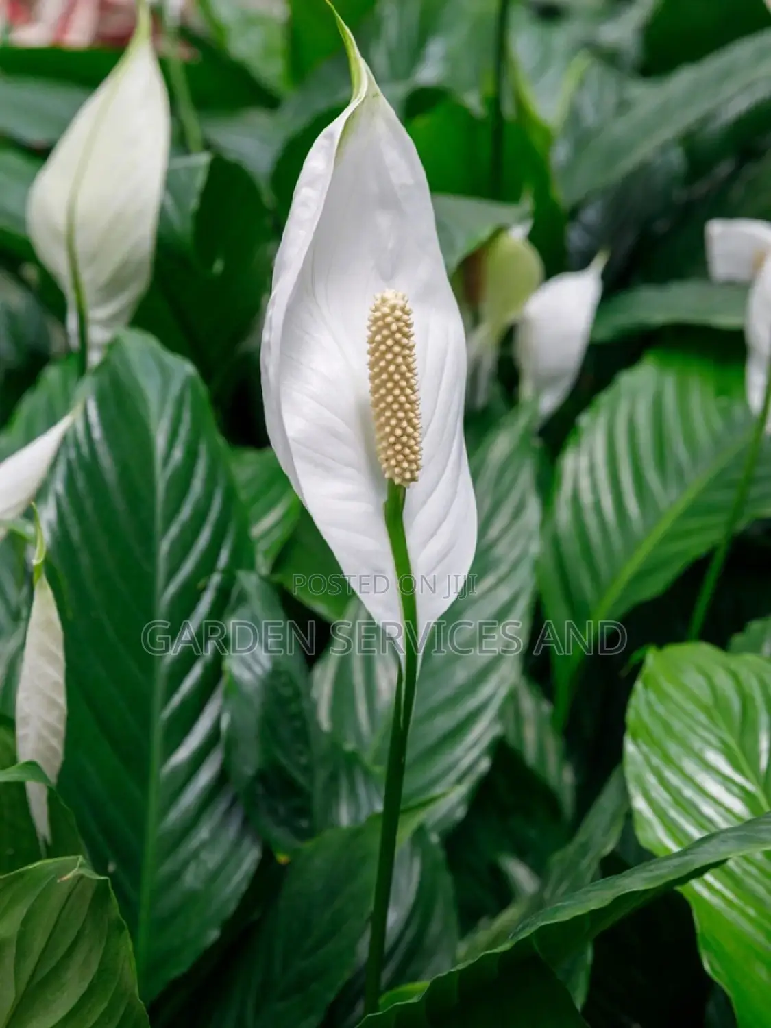 Peace Lily for Sale