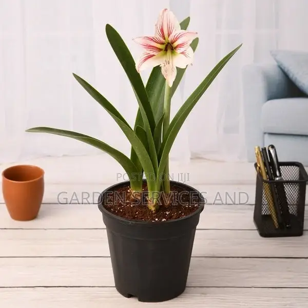 Lilly for Sale