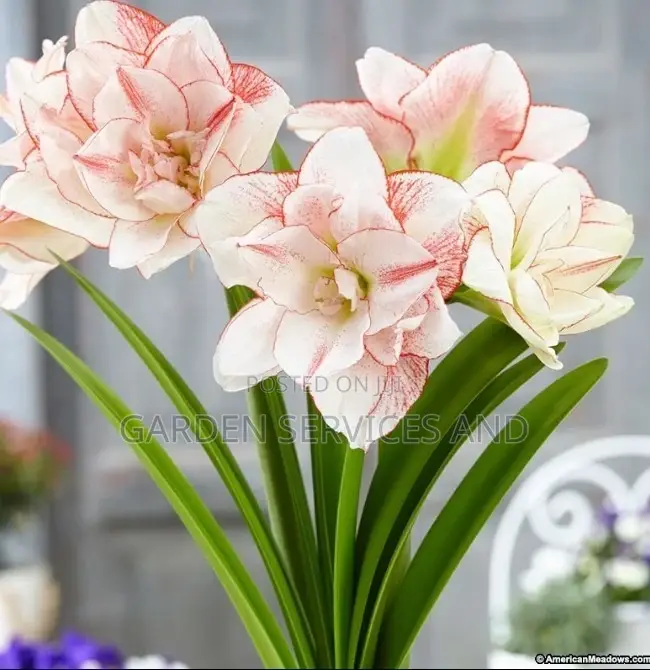 Lilly for Sale