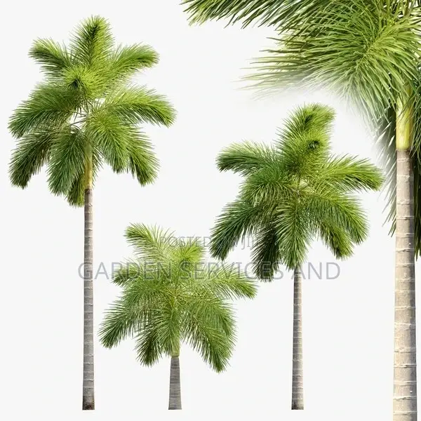 Foxtail Palm