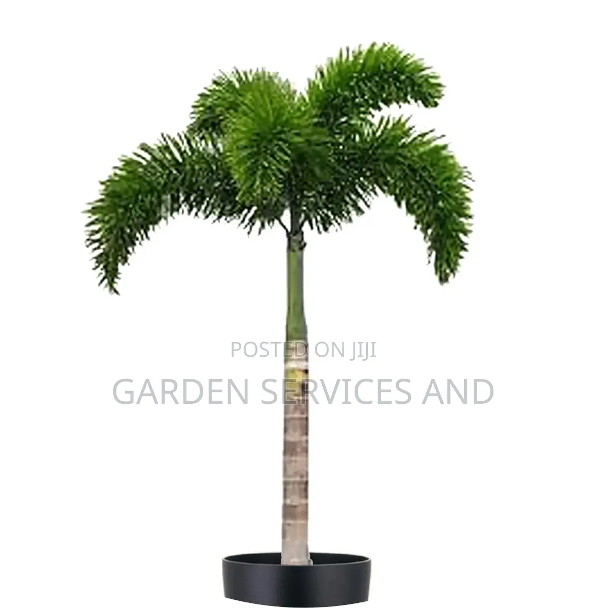 Foxtail Palm