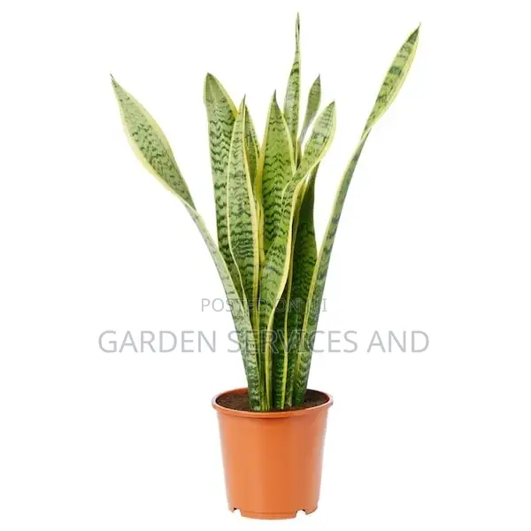Sansevieria for Sale