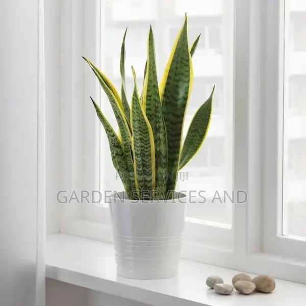 Sansevieria for Sale