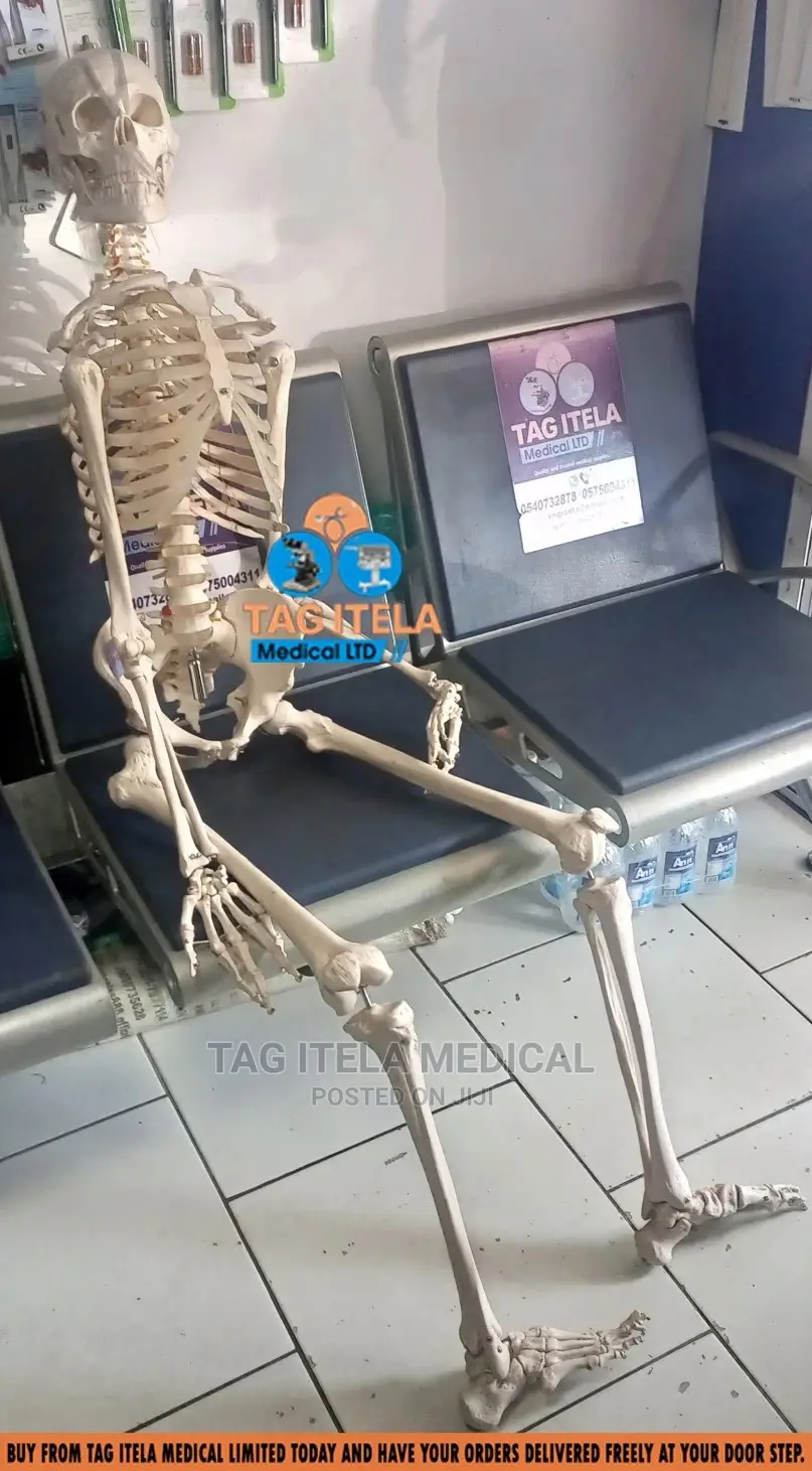 Skeleton Model (85cm)