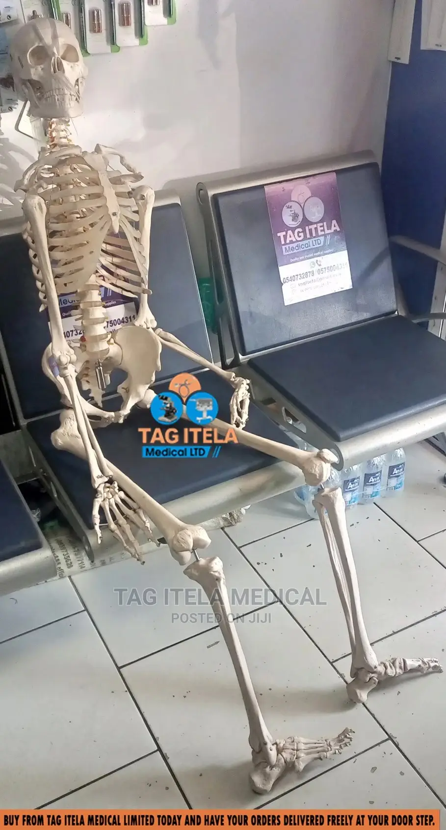 Skeleton Model (85cm)