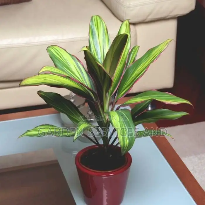 Cordyline for Sale