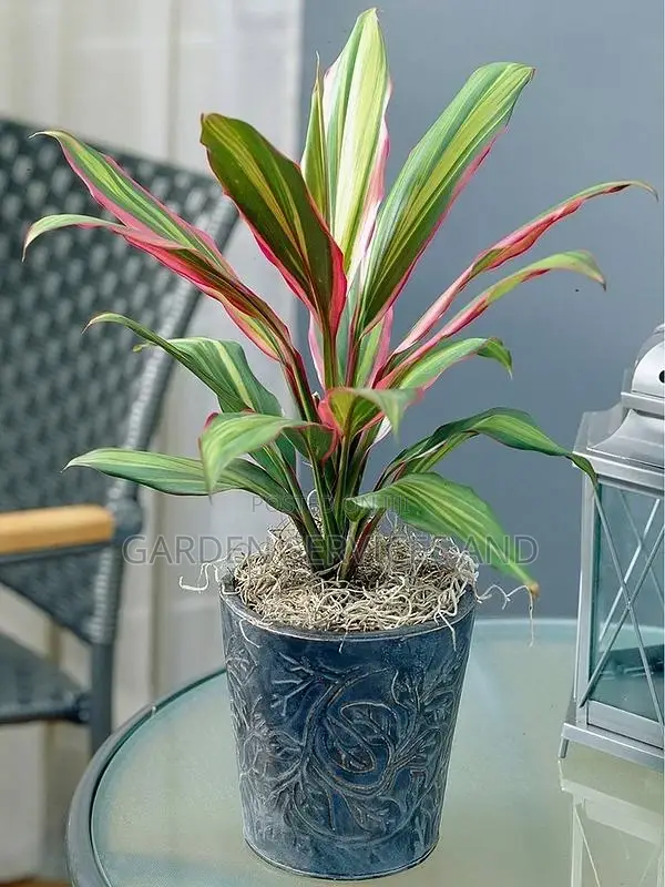 Cordyline for Sale