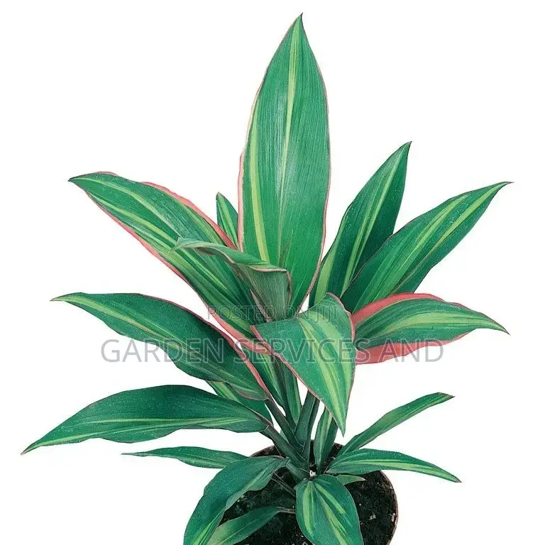 Cordyline for Sale
