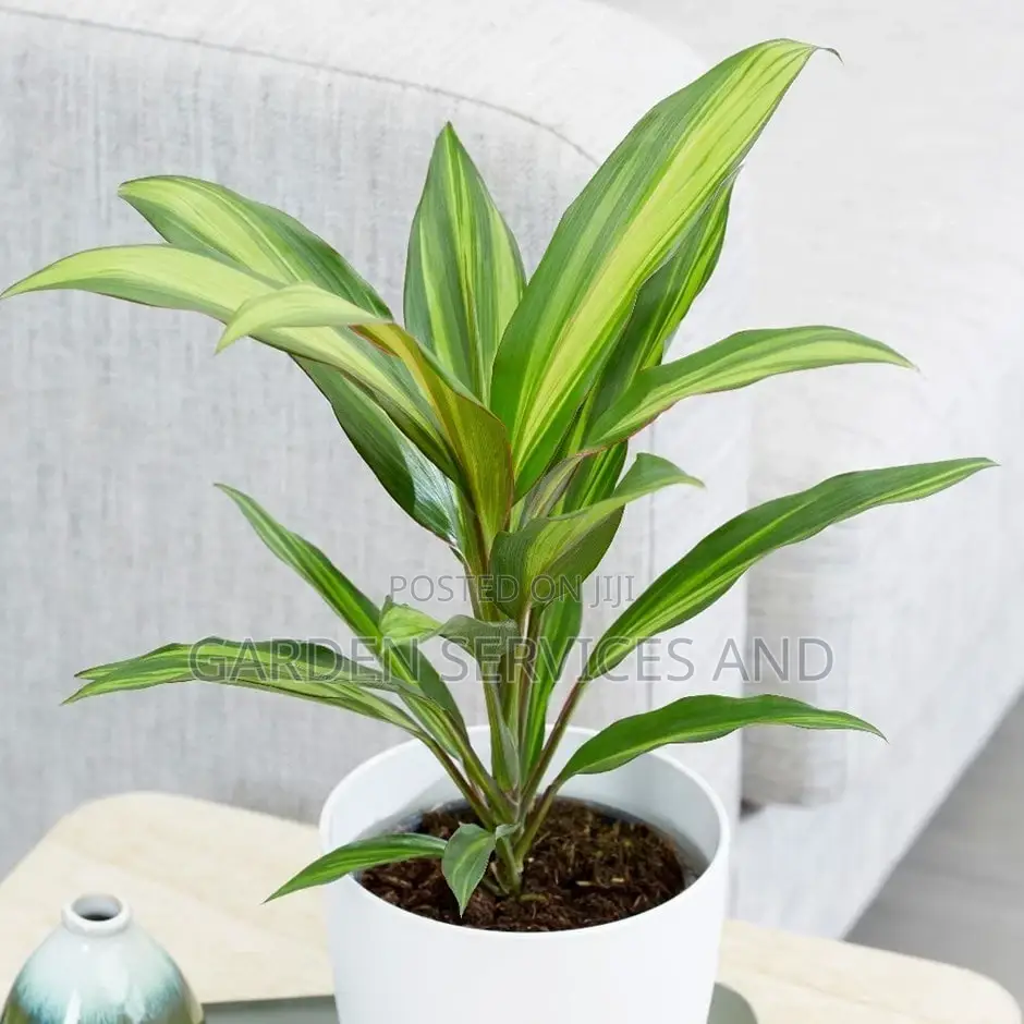 Cordyline for Sale