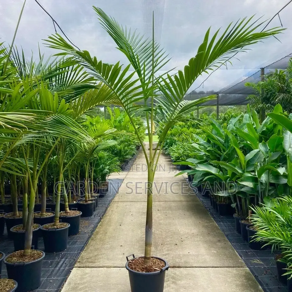 King Palm for Sale