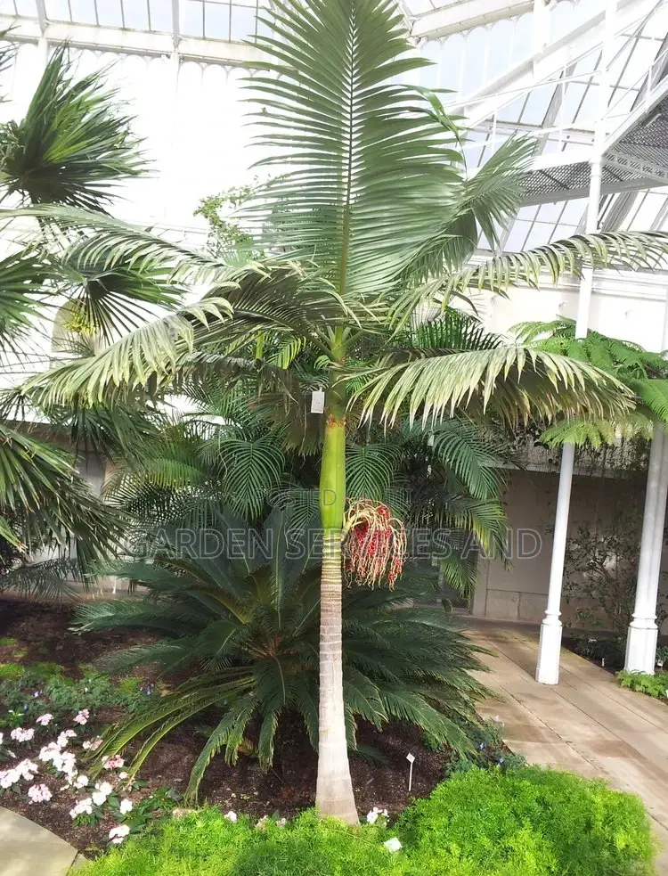 King Palm for Sale