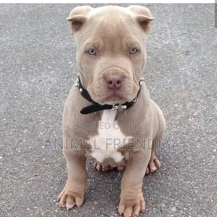 1-3 months Male Purebred American Pit Bull Terrier