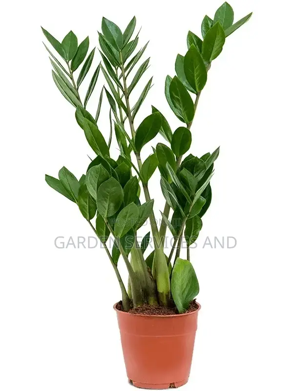 Zz Plant for Sale