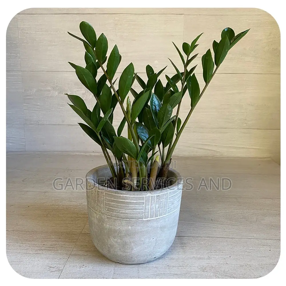 Zz Plant for Sale