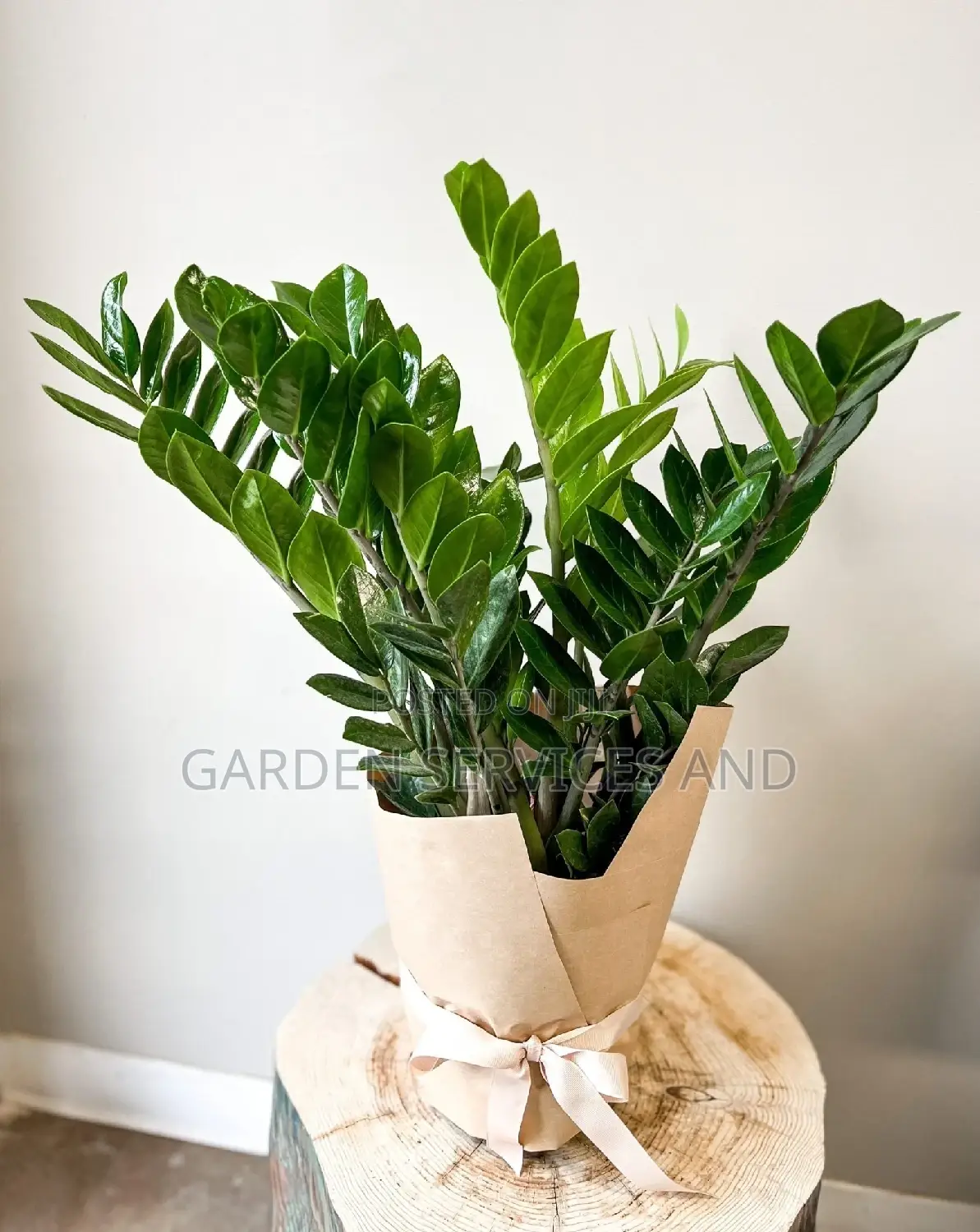 Zz Plant for Sale