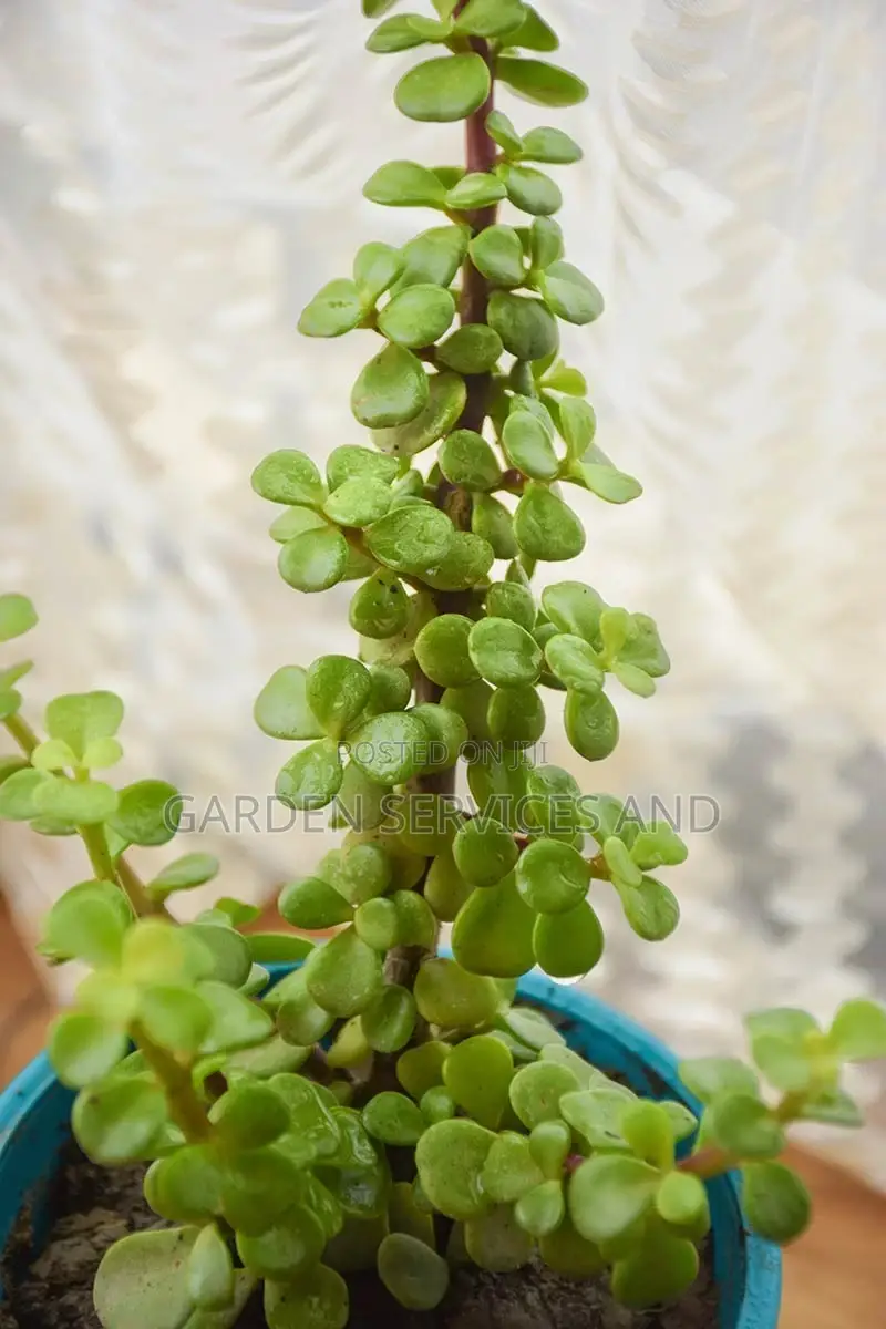Jade Stones