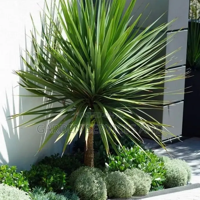 Yucca for Sale