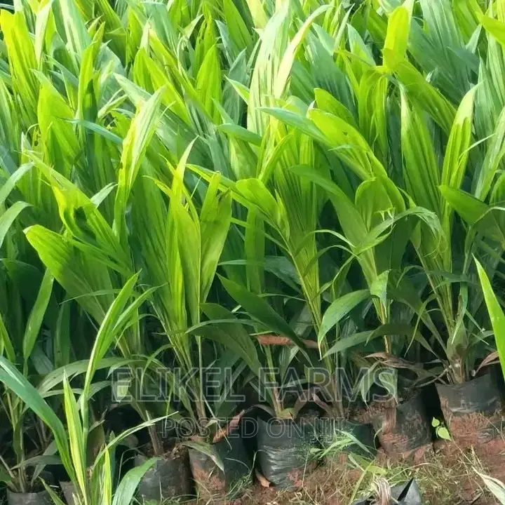 Nursed Tenera Oil Palm Seedlings for Sale. Bulk Purchase Only.