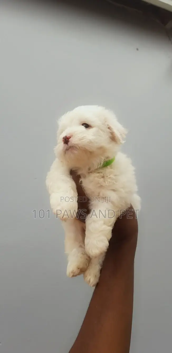 1-3 months Female Purebred Poodle