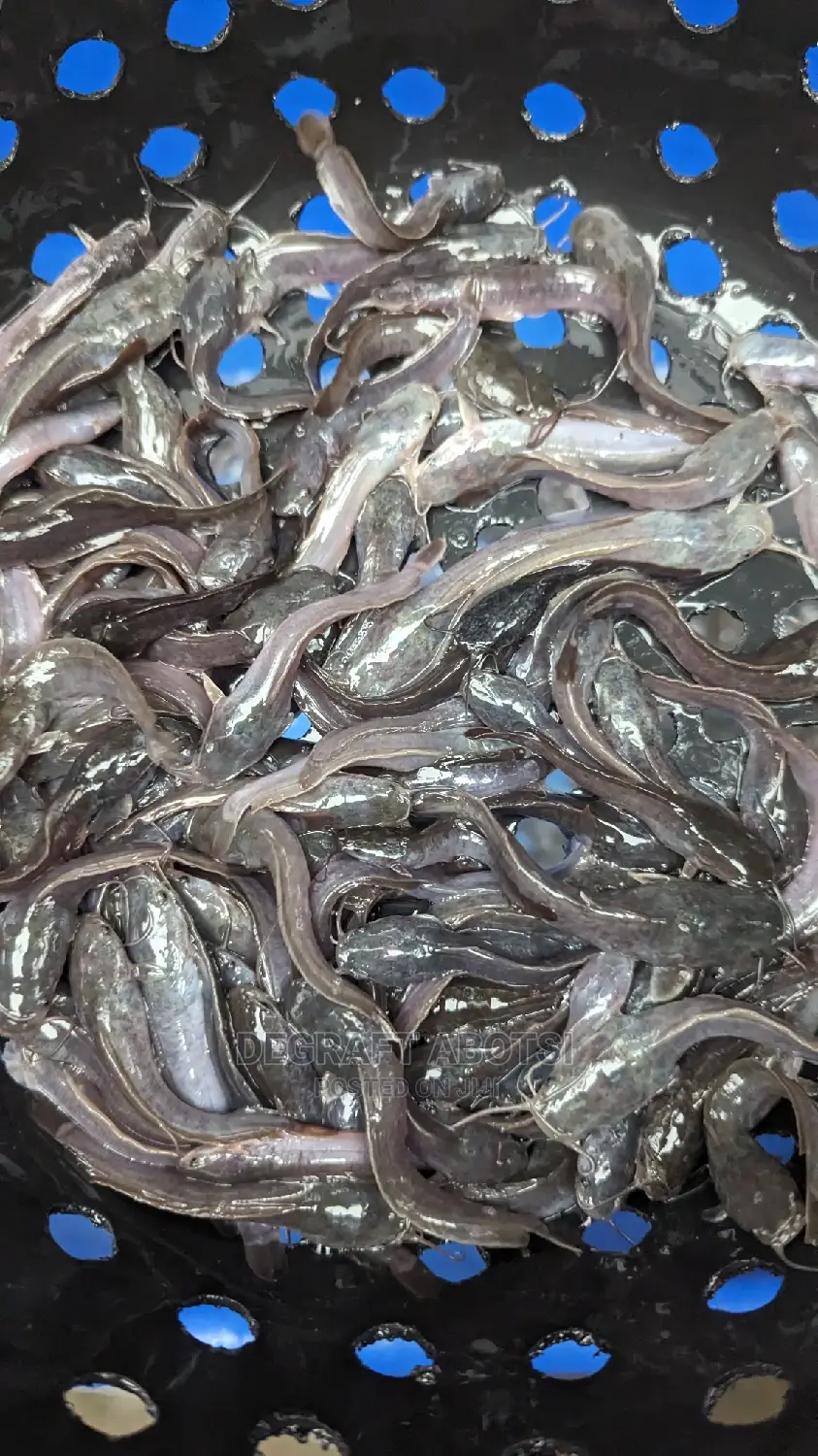 Fast and Healthy Catfish Juviniles and Tarpaulins Available