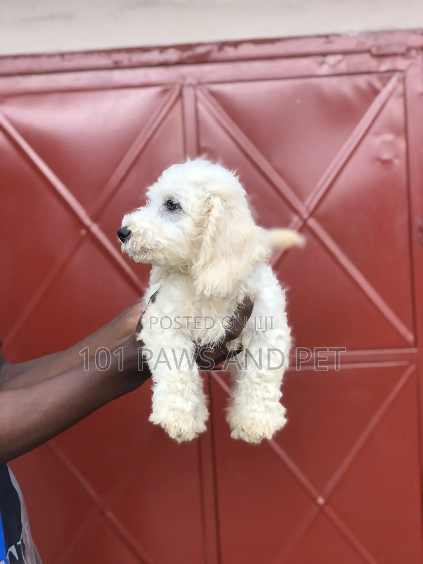 3-6 months Male Purebred Poodle