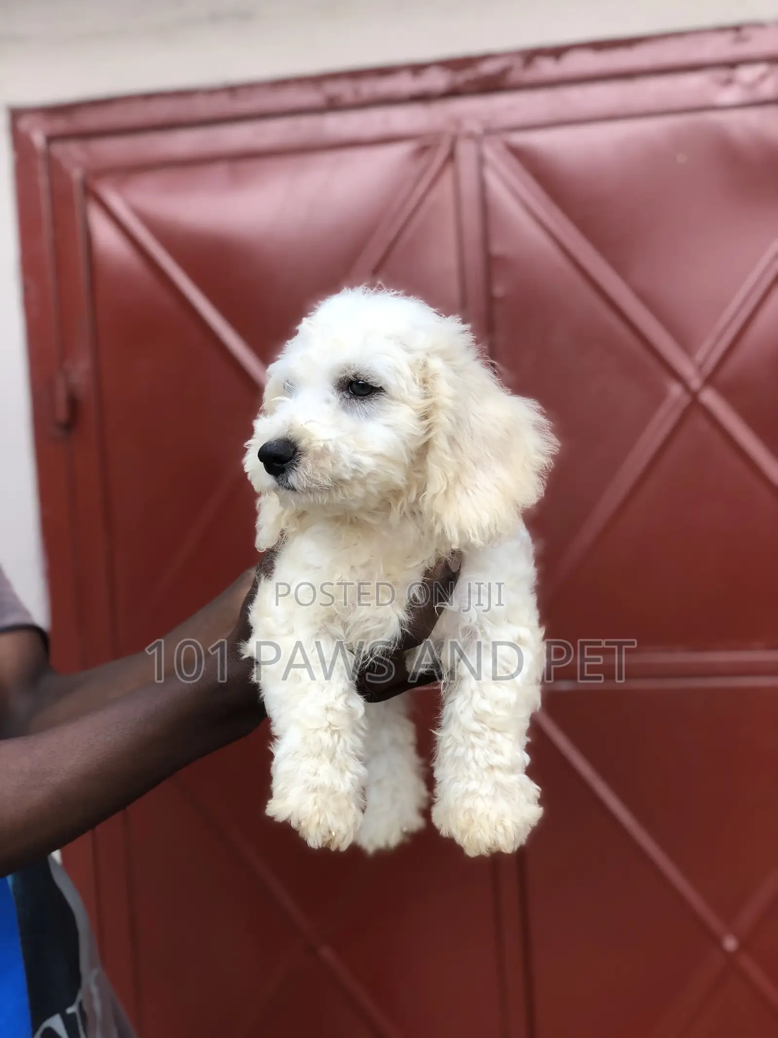 3-6 months Male Purebred Poodle