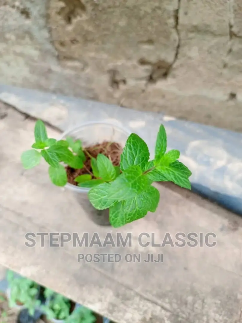 Vegetables Seedlings