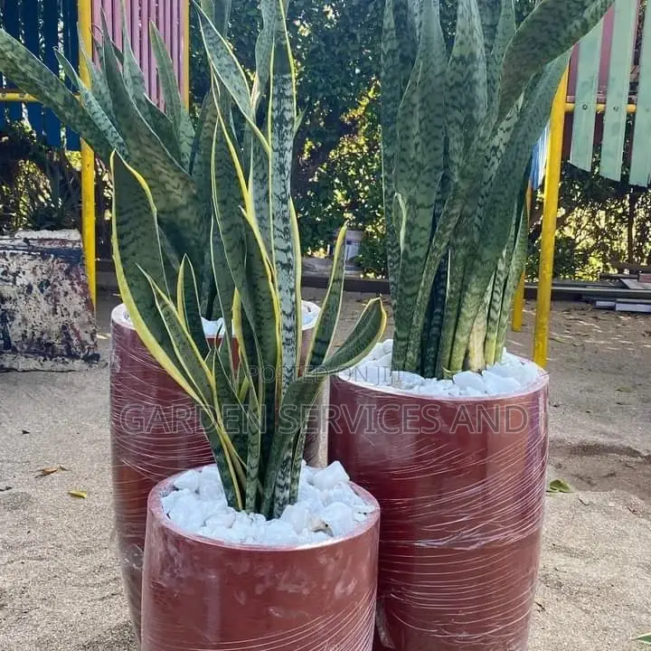 Sansevieria With Pot and Stones for Sale