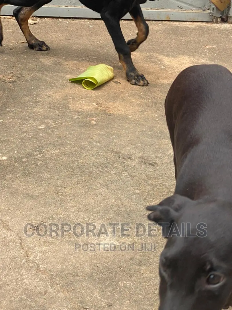 1-3 months Male Purebred Doberman Pinscher