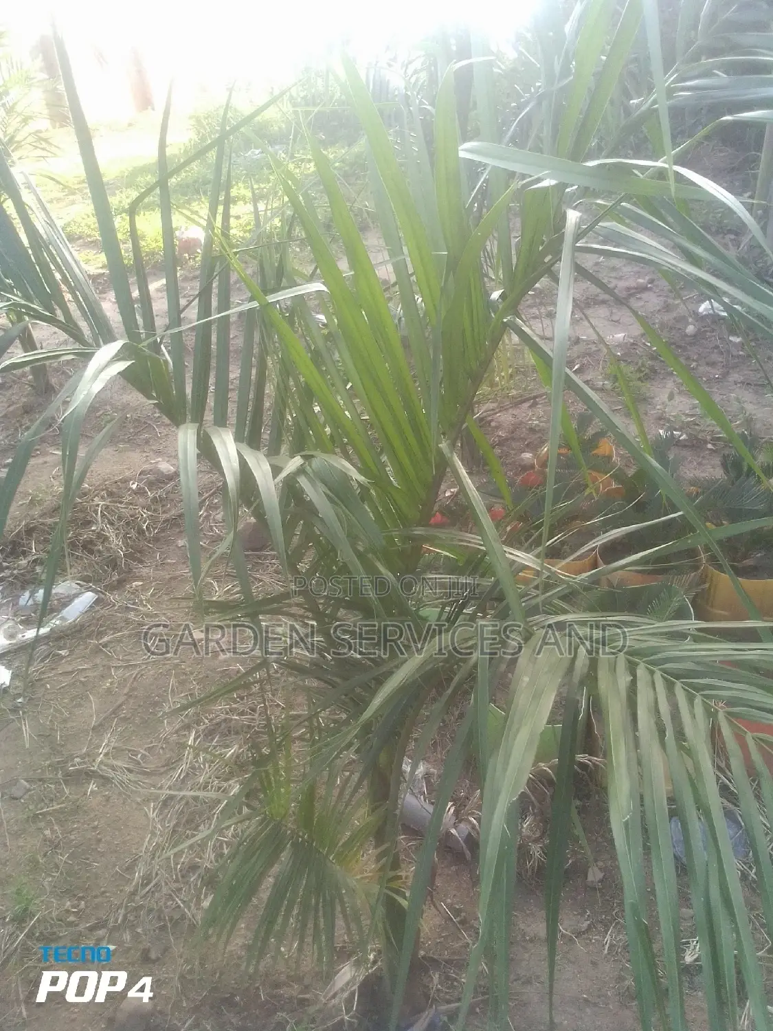 Royal Palm for Sale