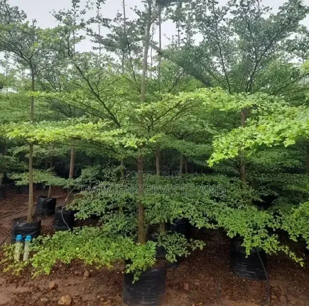 Umbrella Tree for Sale