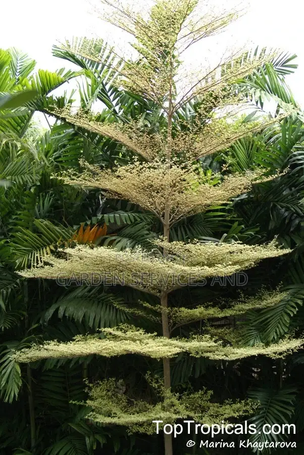 Umbrella Tree for Sale