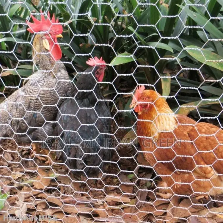 Chicken Wire Mesh Fence