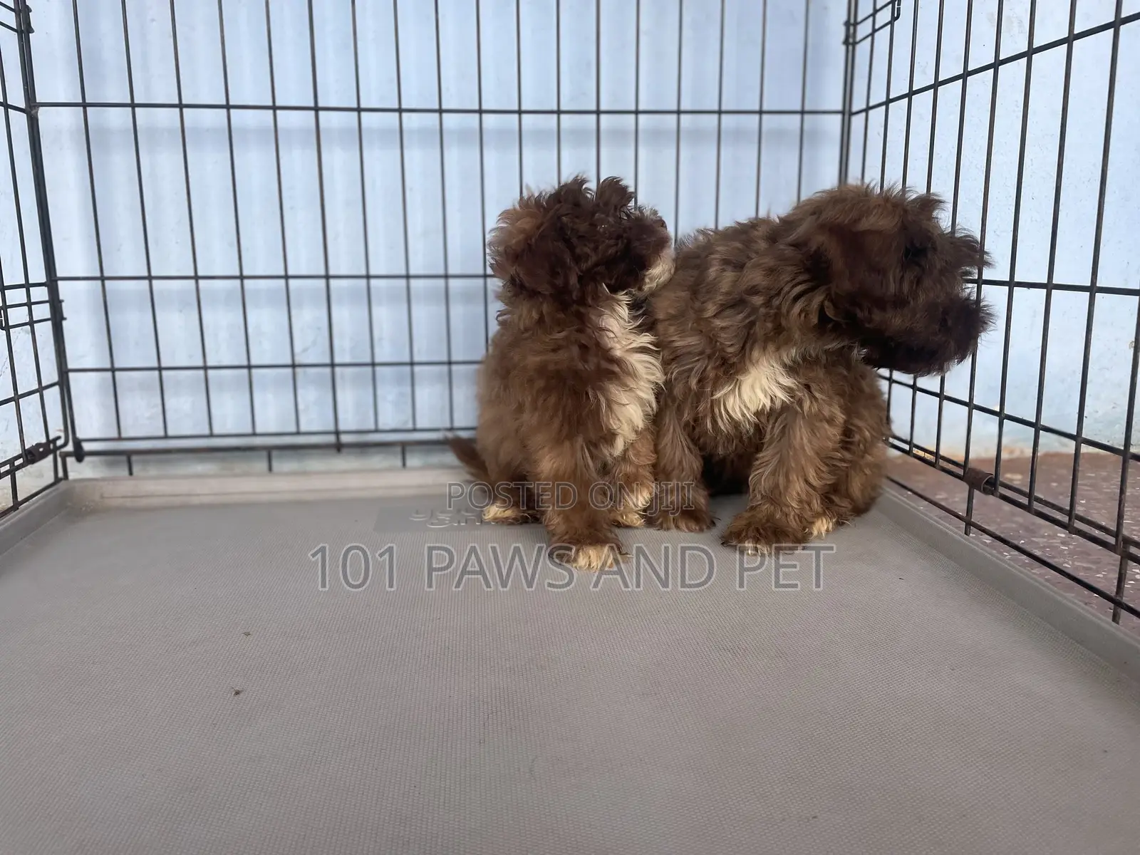 1-3 months Male Purebred Poodle