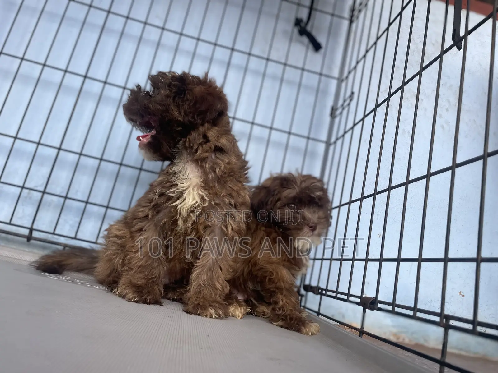 1-3 months Male Purebred Poodle