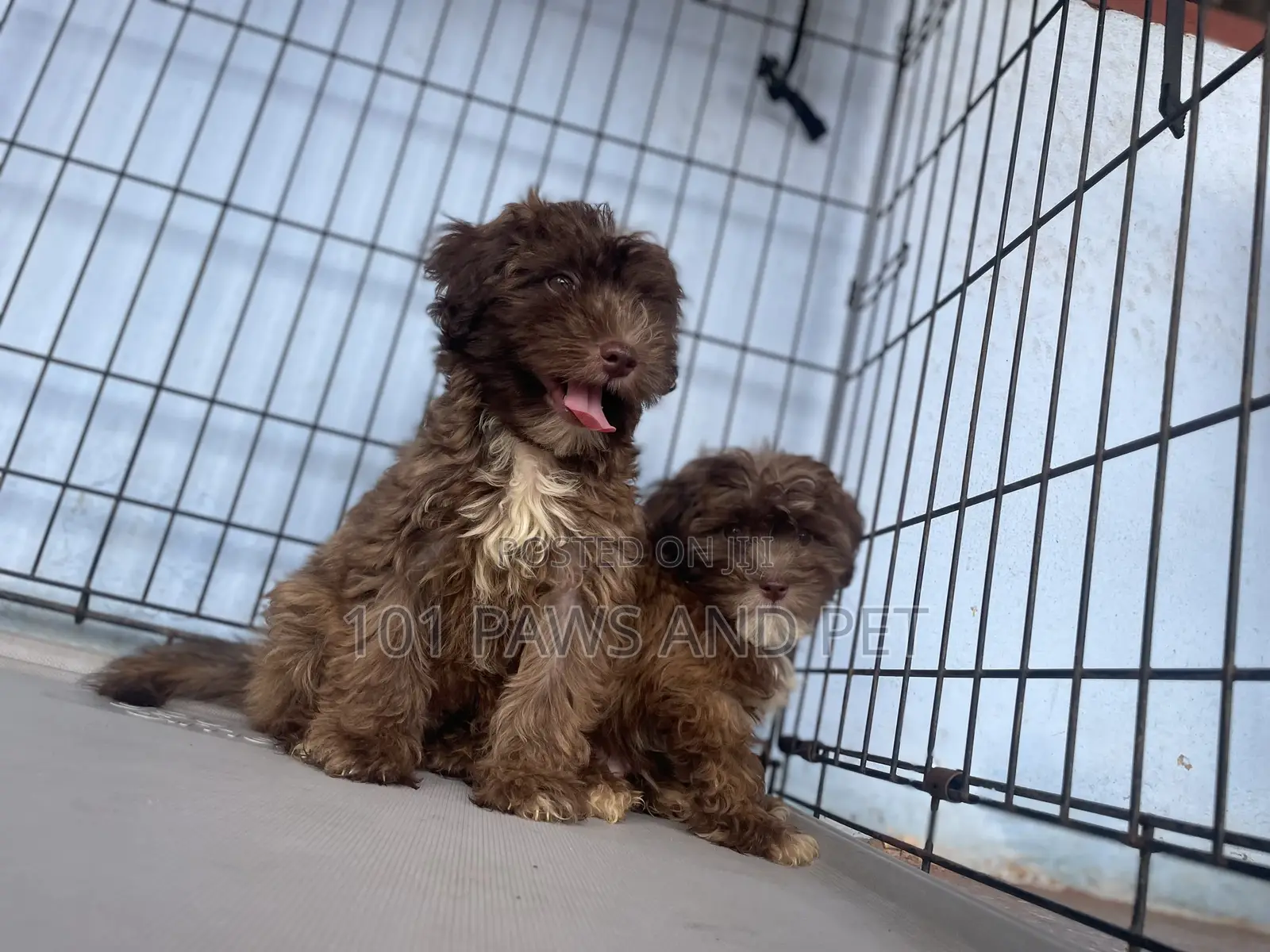 1-3 months Male Purebred Poodle