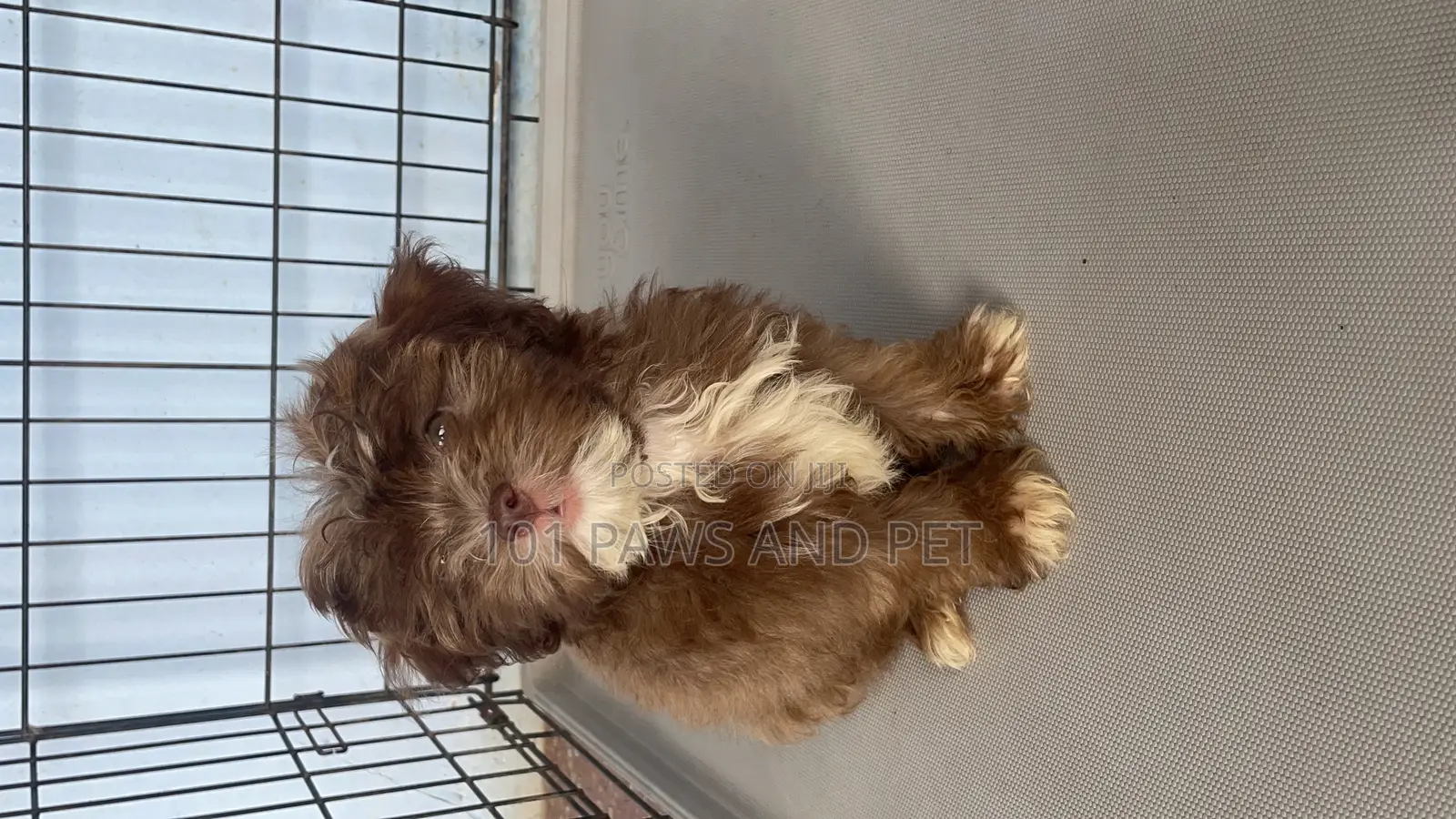 1-3 months Male Purebred Poodle