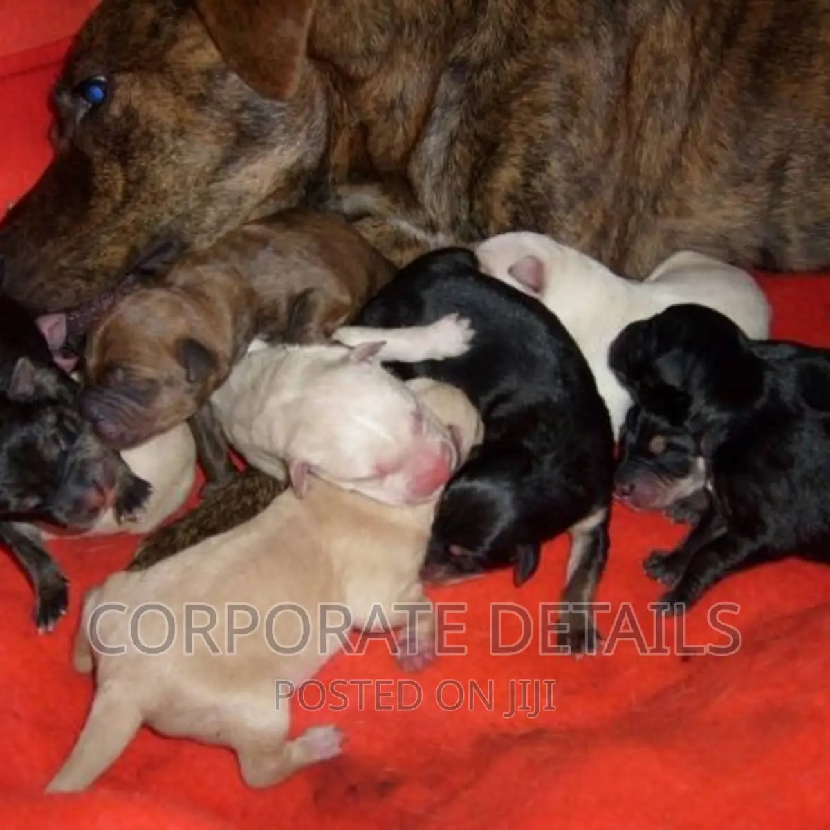 1-3 months Male Purebred American Pit Bull Terrier