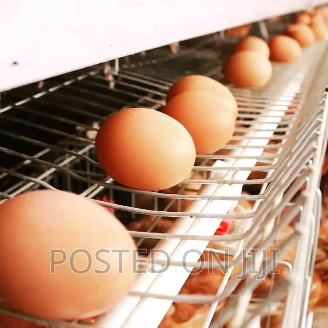 Layers Battery Cage System