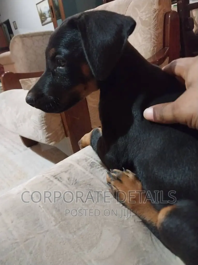 1-3 months Male Purebred Doberman Pinscher