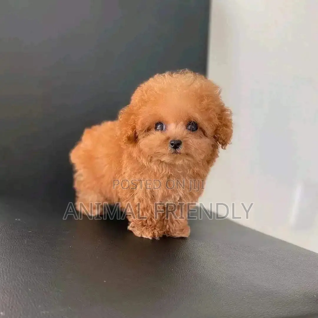 1-3 months Female Purebred Poodle